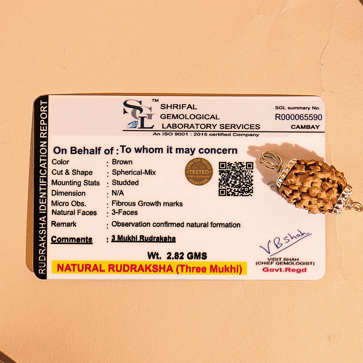 3 Mukhi Rudraksha ( Three Faced) - Abhimantrit & Certified