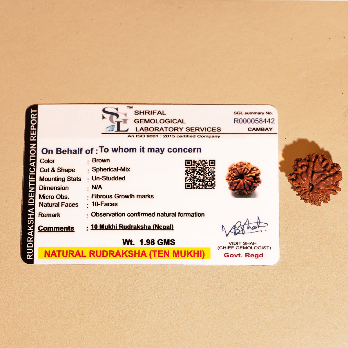Nepali 10 Mukhi Rudraksha (Ten Faced) - Abhimantrit & Certified