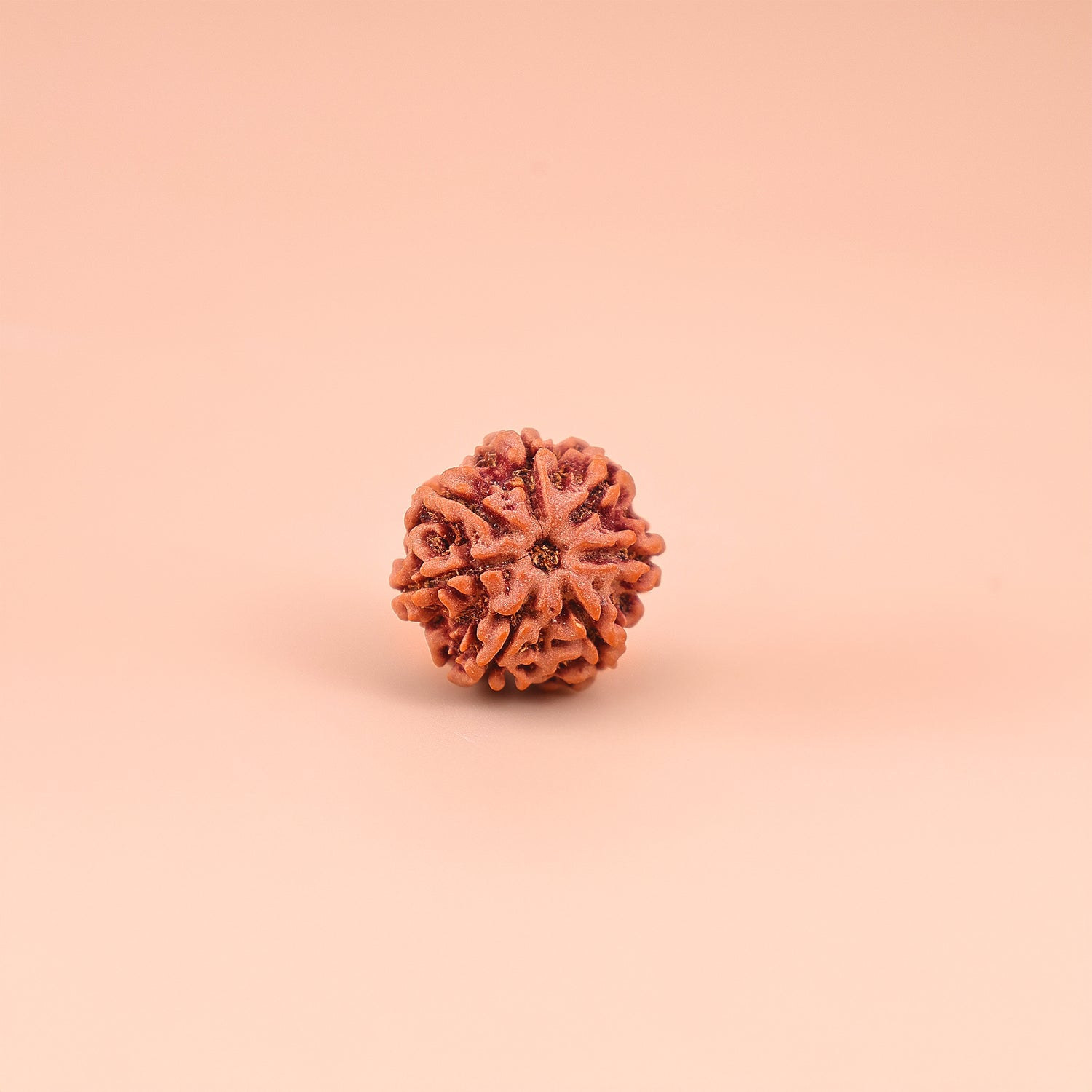 7 Mukhi Rudraksha
