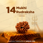 Nepali 14 Mukhi Rudraksha (Fourteen-Faced) for Intuition, Protection & Success