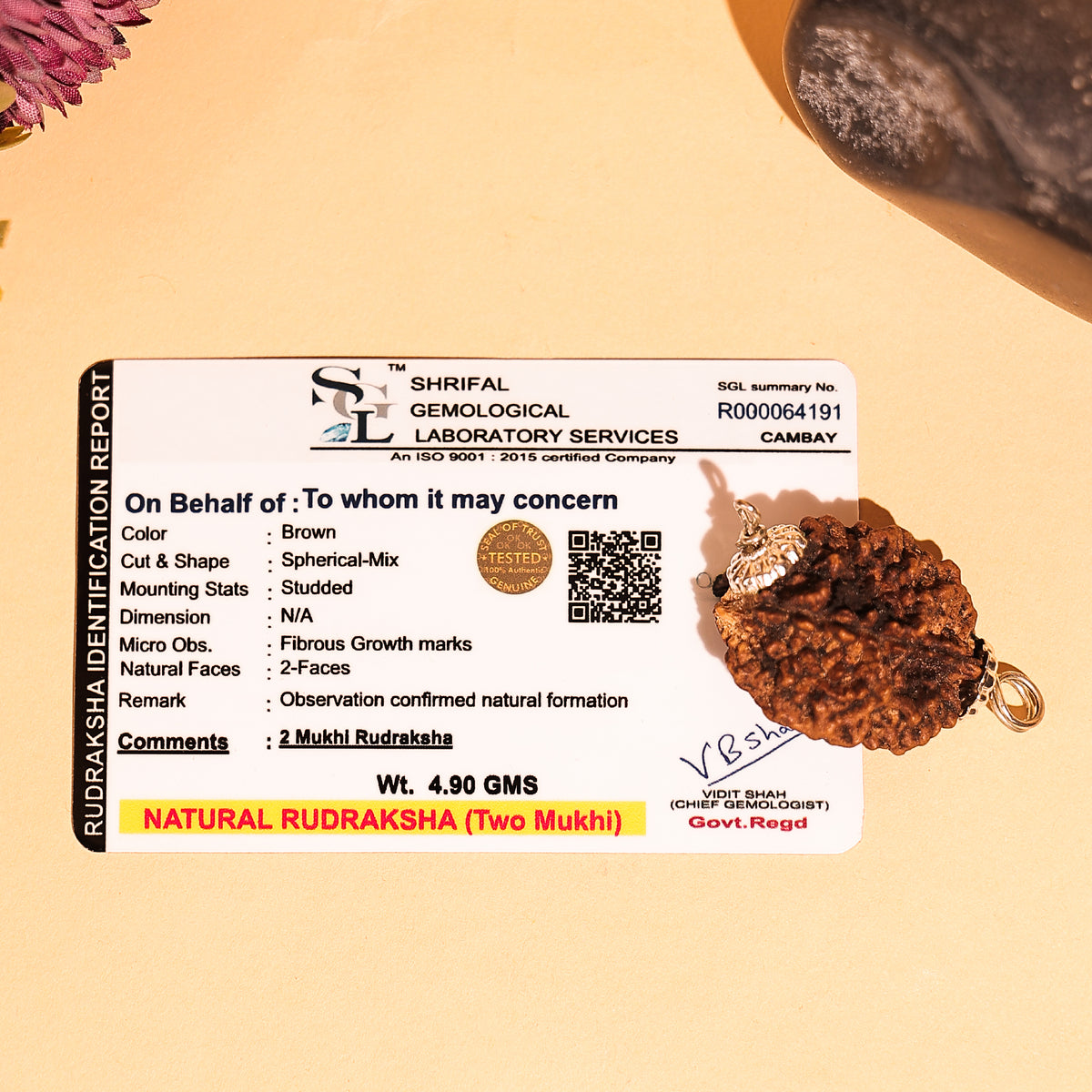 2 Mukhi Rudraksha ( Two Faced) - Abhimantrit & Certified