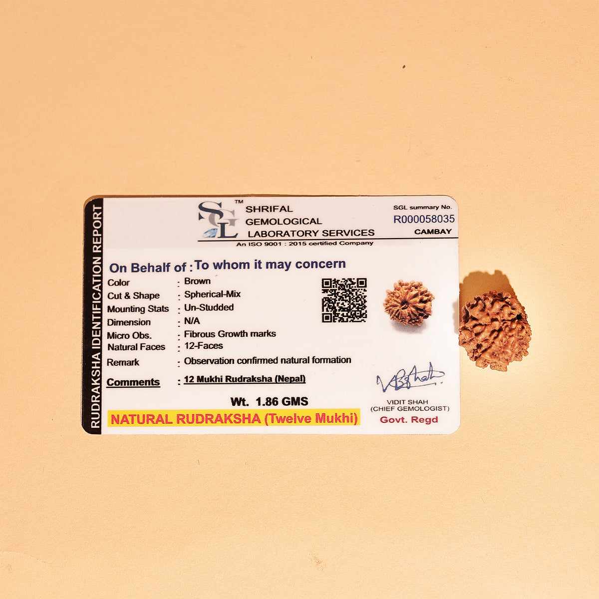 Nepali 12 Mukhi Rudraksha (Twelve Faced) - Abhimantrit & Certified