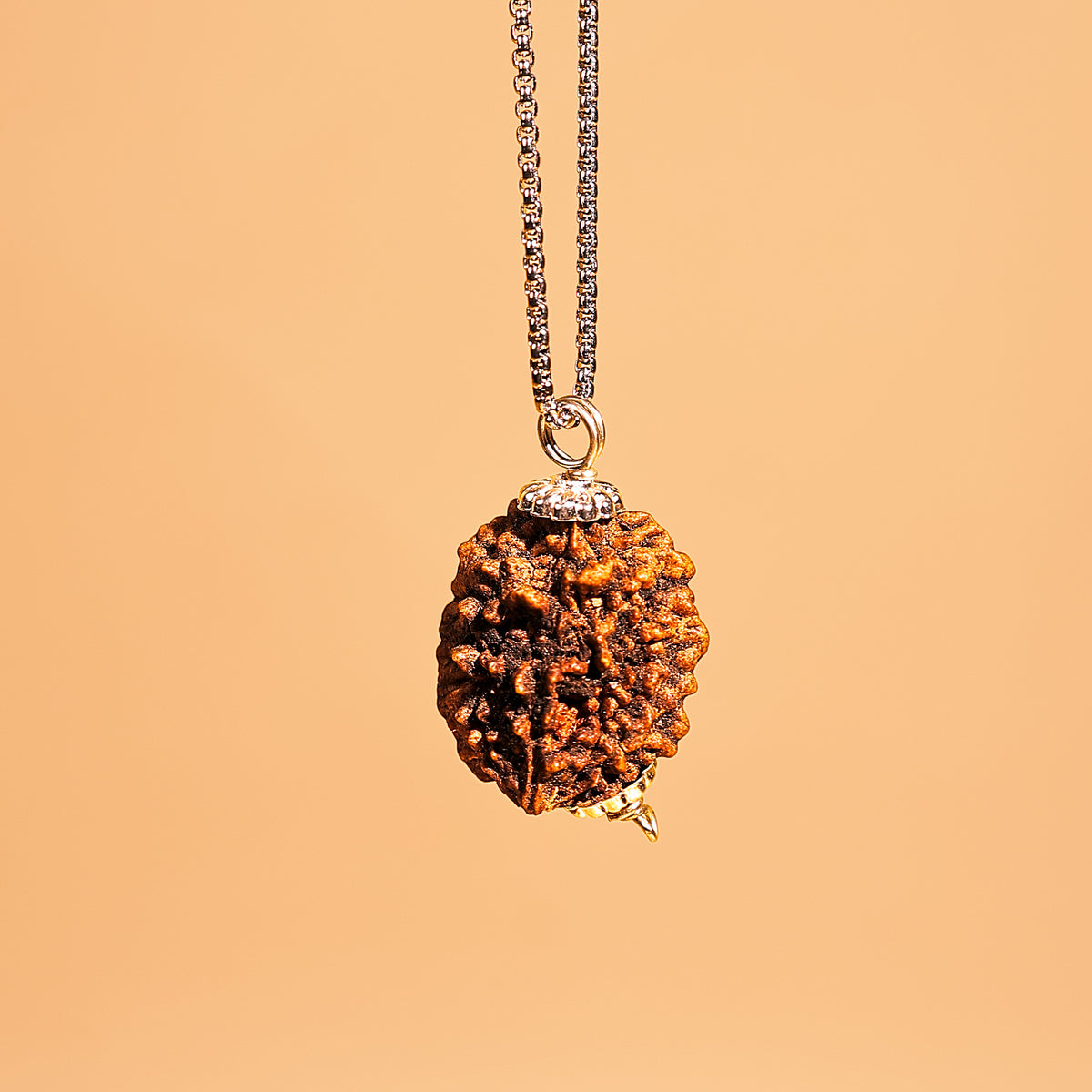 2 Mukhi Rudraksha ( Two Faced) - Abhimantrit & Certified