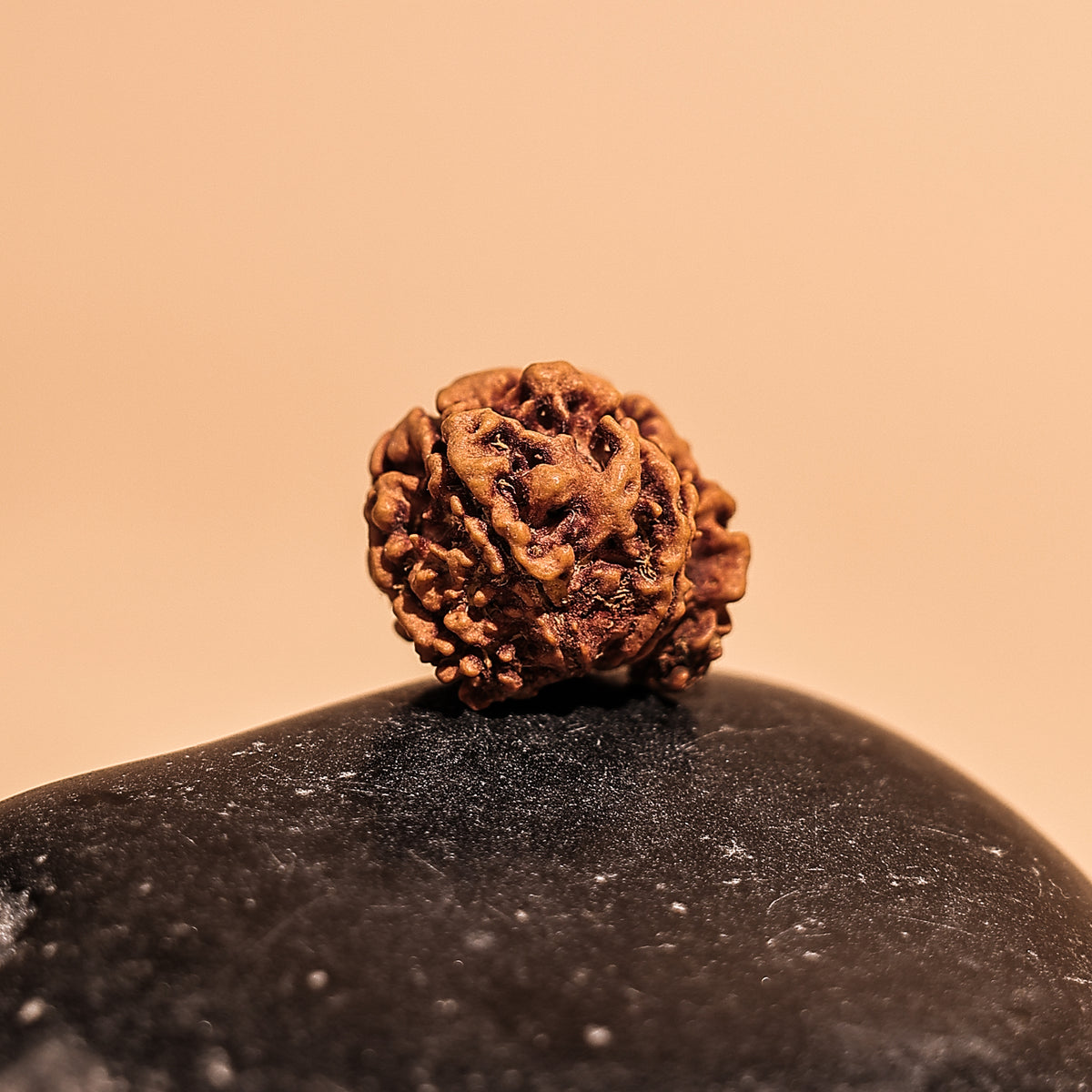Nepali 8 Mukhi Rudraksha (Eight Faced) - Abhimantrit & Certified