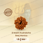 Nepali 8 Mukhi Rudraksha (Eight Faced) for Success, Clarity & Obstacle Removal