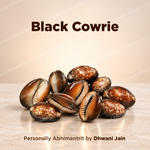 Black Cowrie