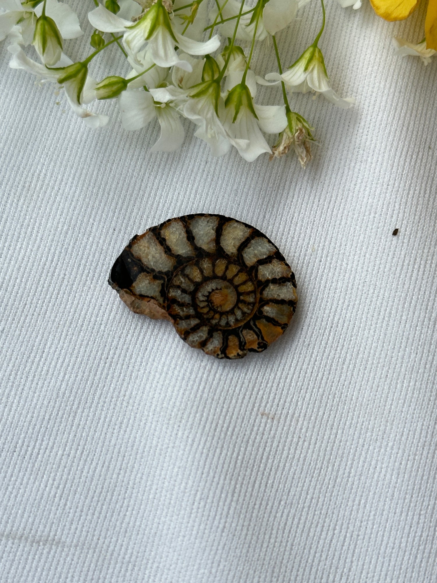 Ammonite Fossil - Abhimantrit
