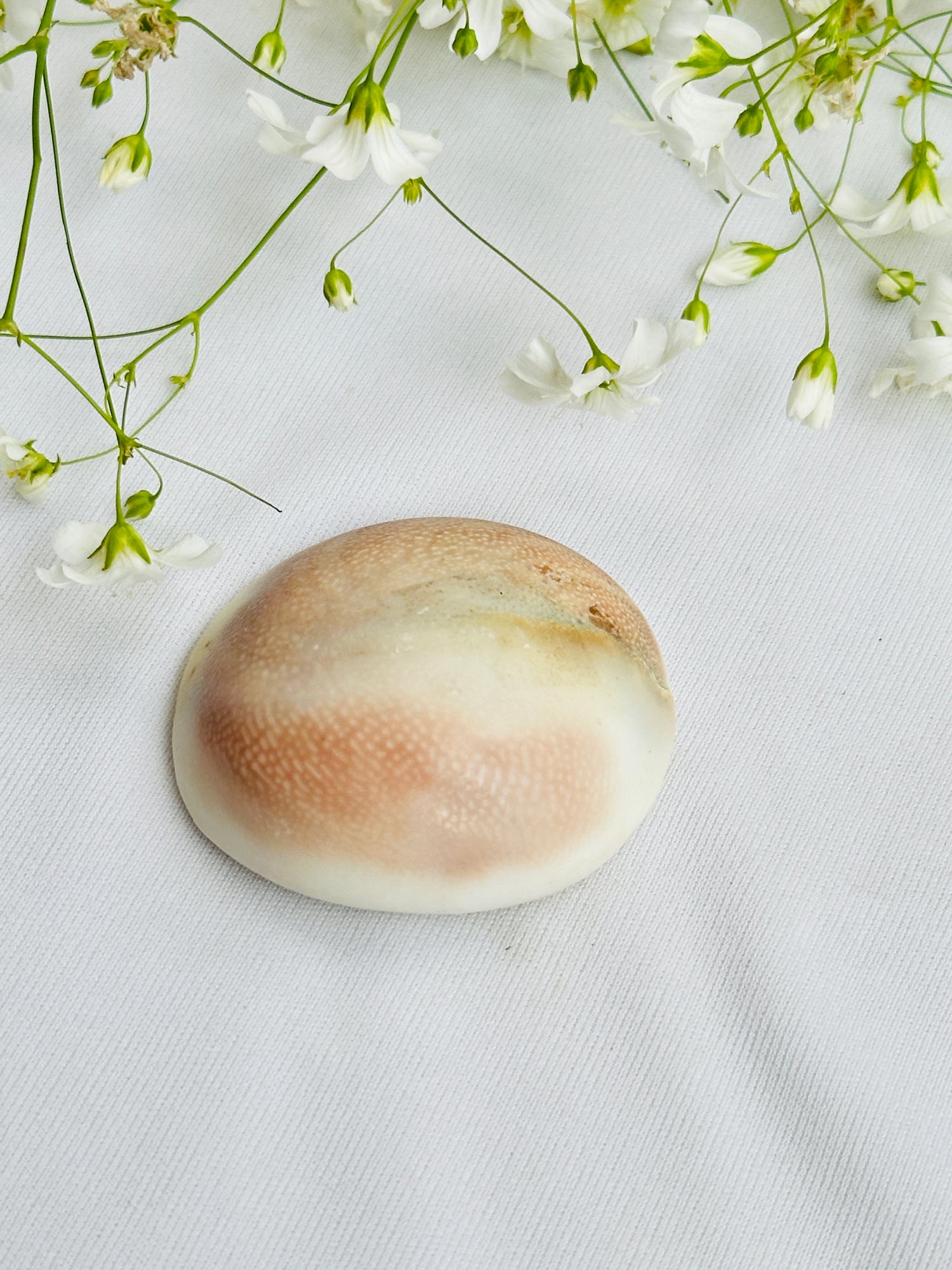 Gomti Chakra Shell - Abhimantrit