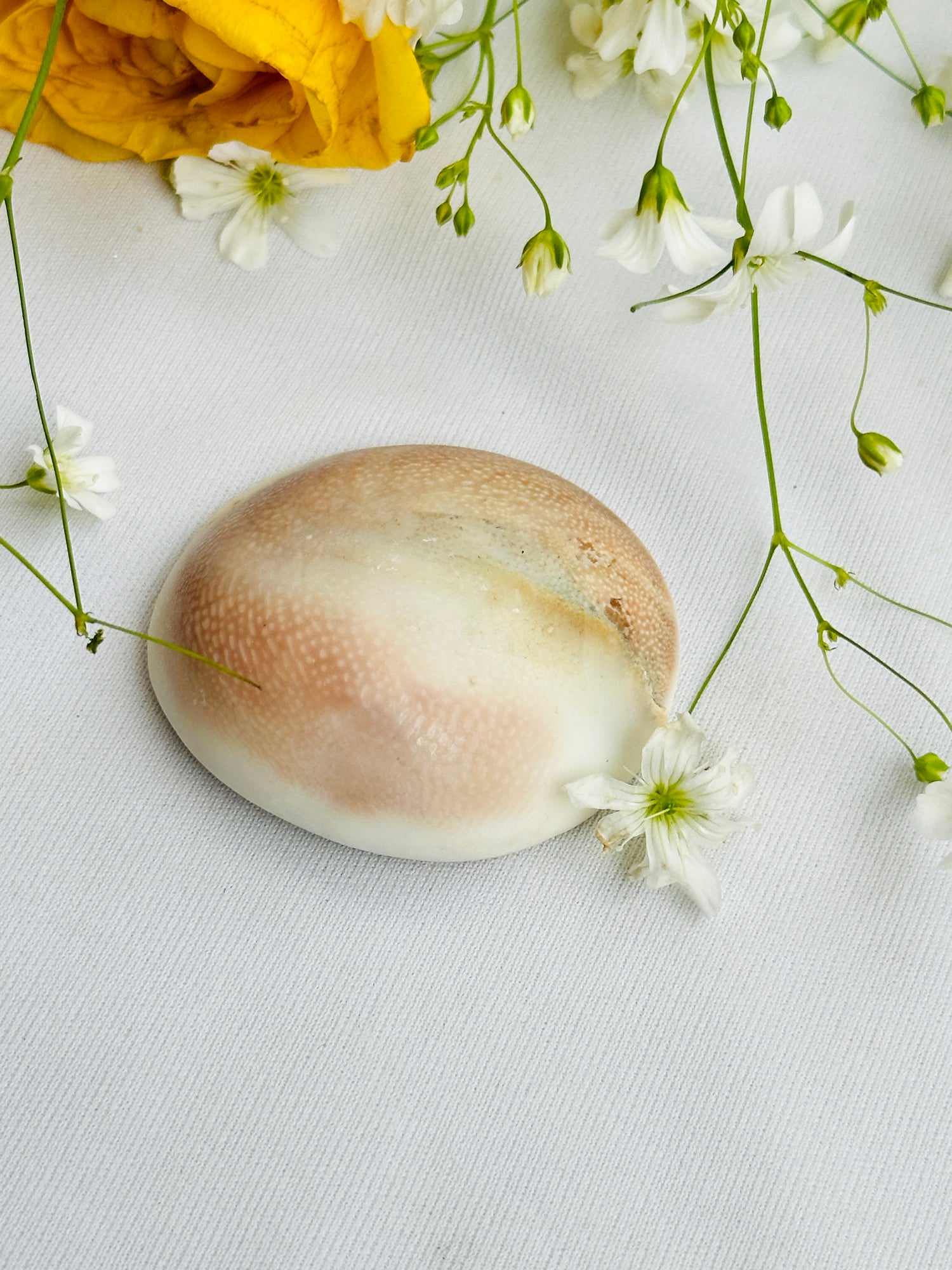 Gomti Chakra Shell - Abhimantrit