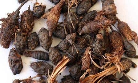 Nagarmotha Root - Jad