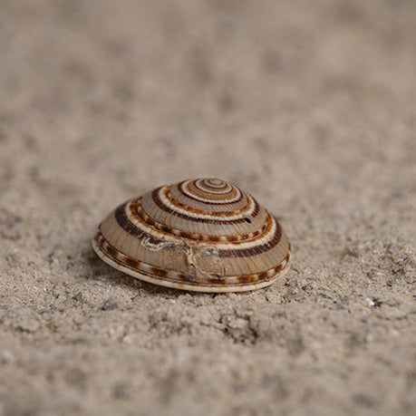 Vishnu Chakra Shankh
