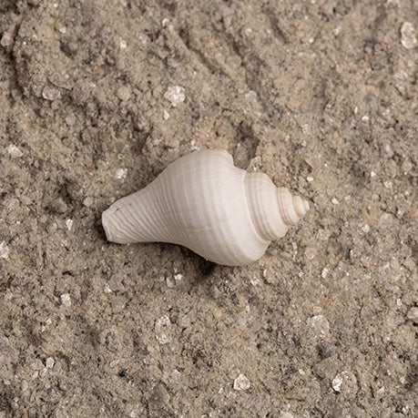 Murli Shankh
