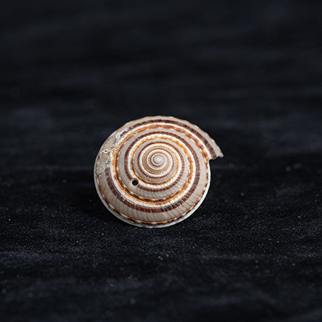 Vishnu Chakra Shankh