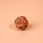 5 Mukhi Rudraksha (Five Faced) - Abhimantrit