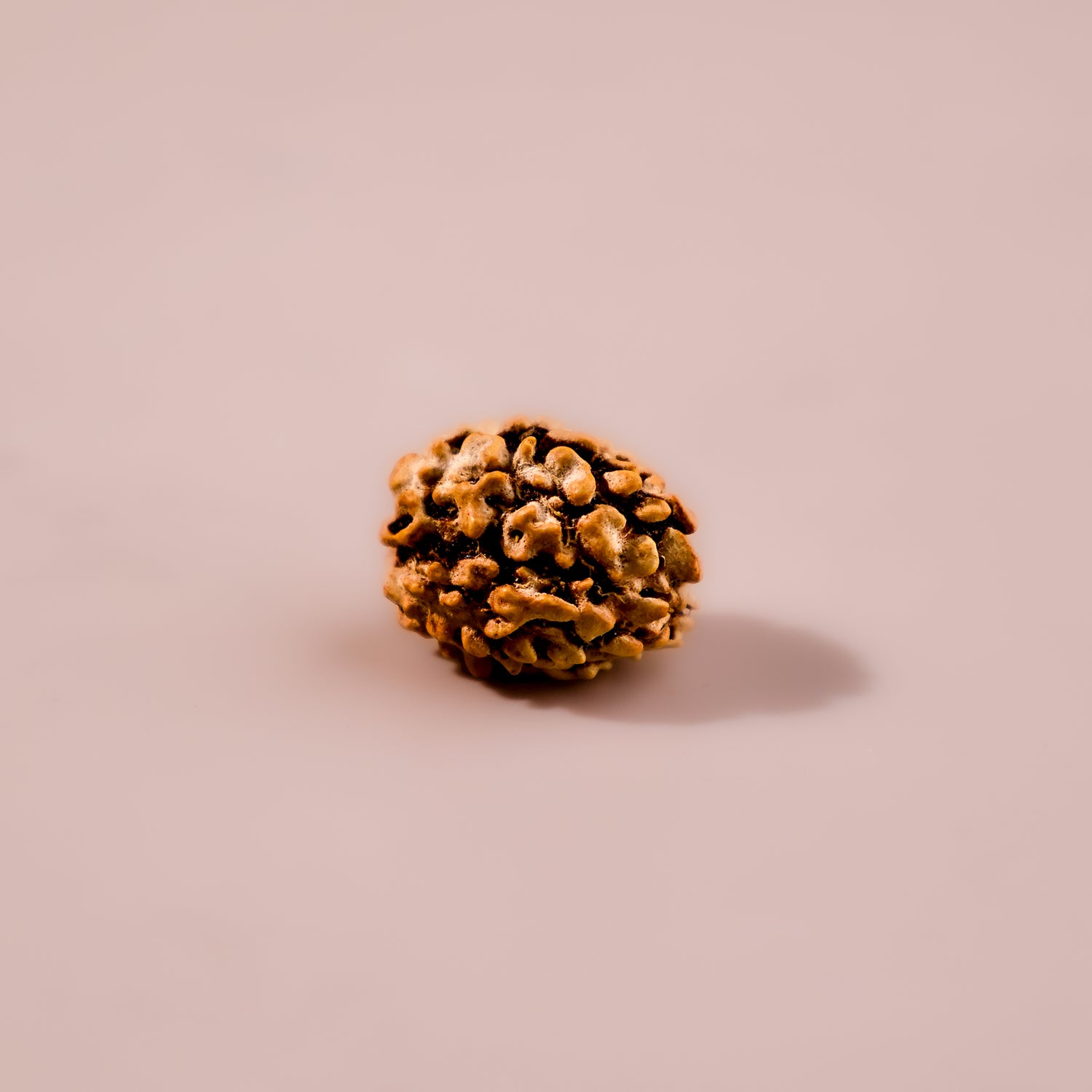 3 Mukhi Rudraksha (Three Faced) - Abhimantrit & Certified