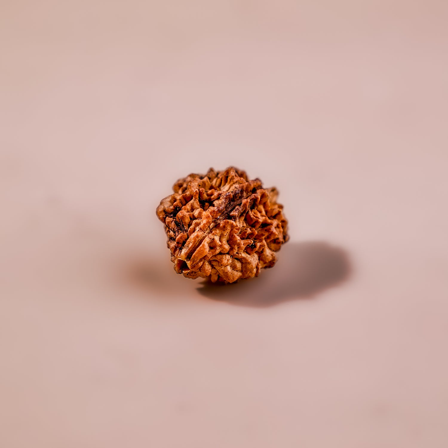 Nepali 2 Mukhi Rudraksha (Two Faced) - Abhimantrit & Certified