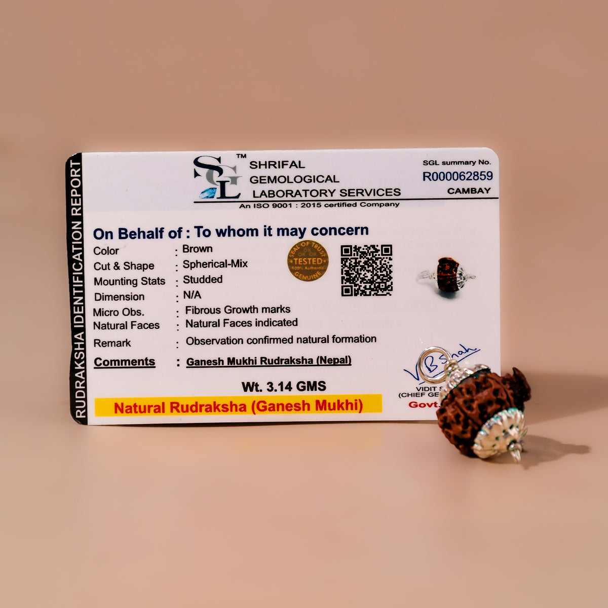 Ganesh Mukhi Rudraksha