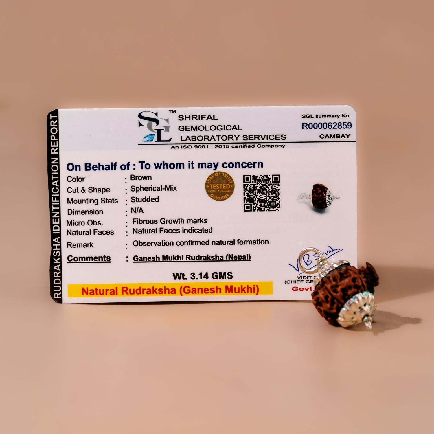 Ganesh Mukhi Rudraksha