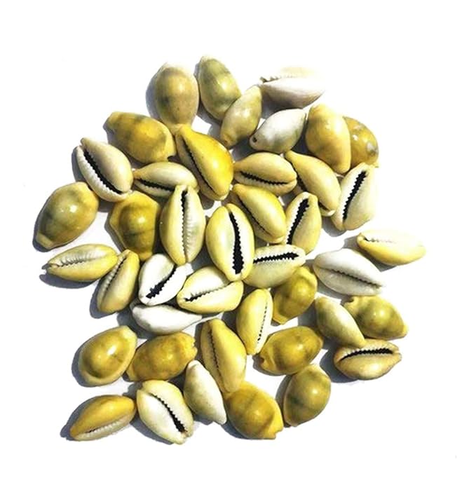 Yellow Cowrie