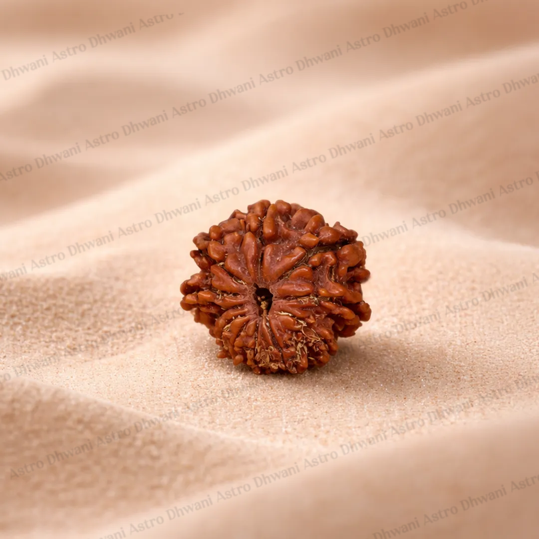 Nepali 10 Mukhi Rudraksha (Ten Faced) for Protection, Peace & Stability