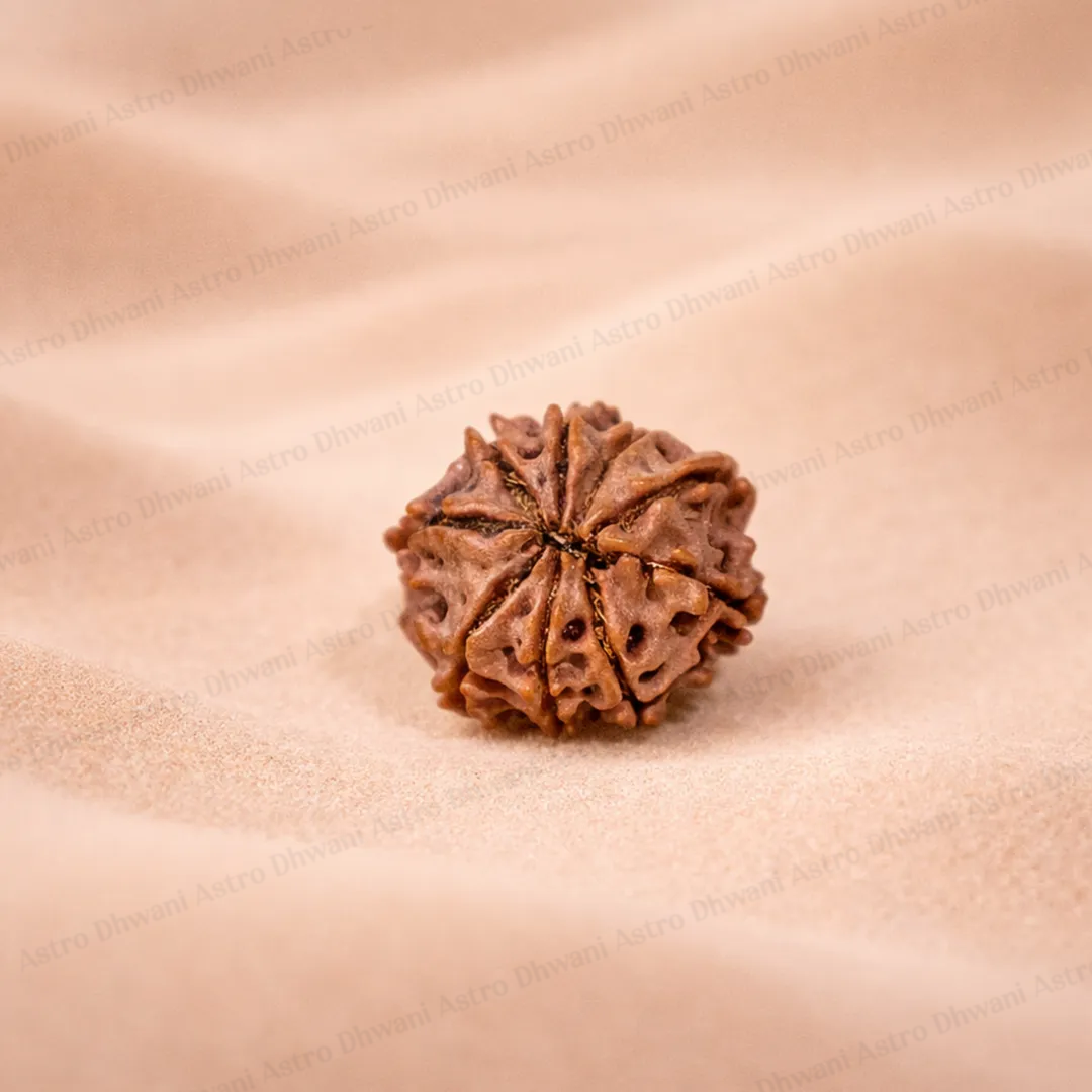 Nepali 9 Mukhi Rudraksha (Nine Faced) for Protection, Courage & Strength