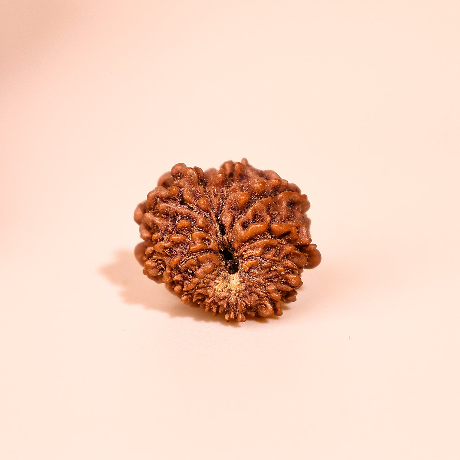 Nepali 12 Mukhi Rudraksha (Twelve Faced) - Abhimantrit & Certified