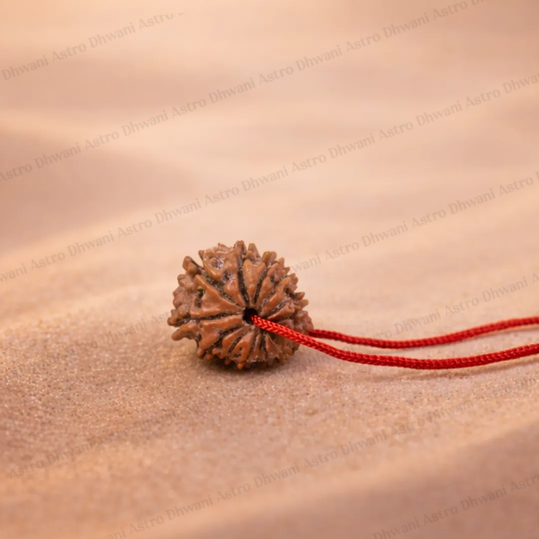 Nepali 12 Mukhi Rudraksha (Twelve-Faced) for Leadership, Confidence & Success