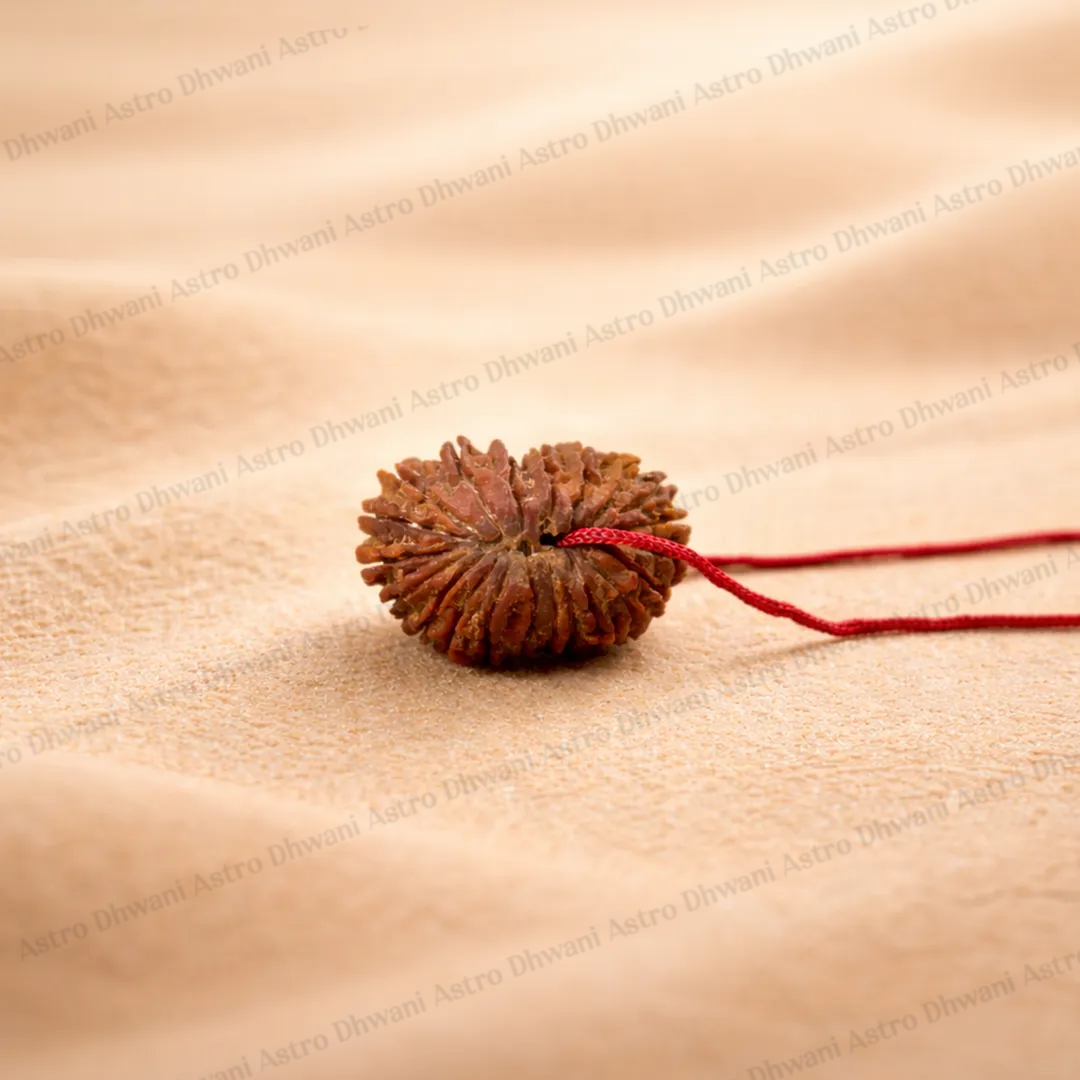 Nepali 20 Mukhi Rudraksha (Twenty-Faced) for Knowledge, Wisdom & Spiritual Growth