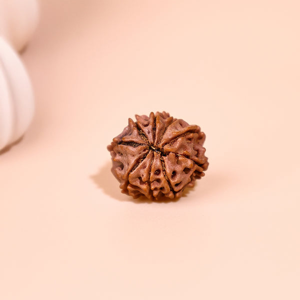 Nepali 9 Mukhi Rudraksha (Nine Faced) - Abhimantrit & Certified