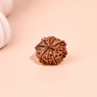 Nepali 9 Mukhi Rudraksha (Nine Faced)