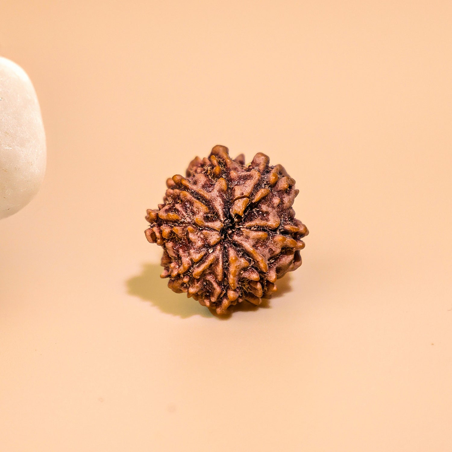 Nepali 8 Mukhi Rudraksha (Eight Faced) - Abhimantrit & Certified