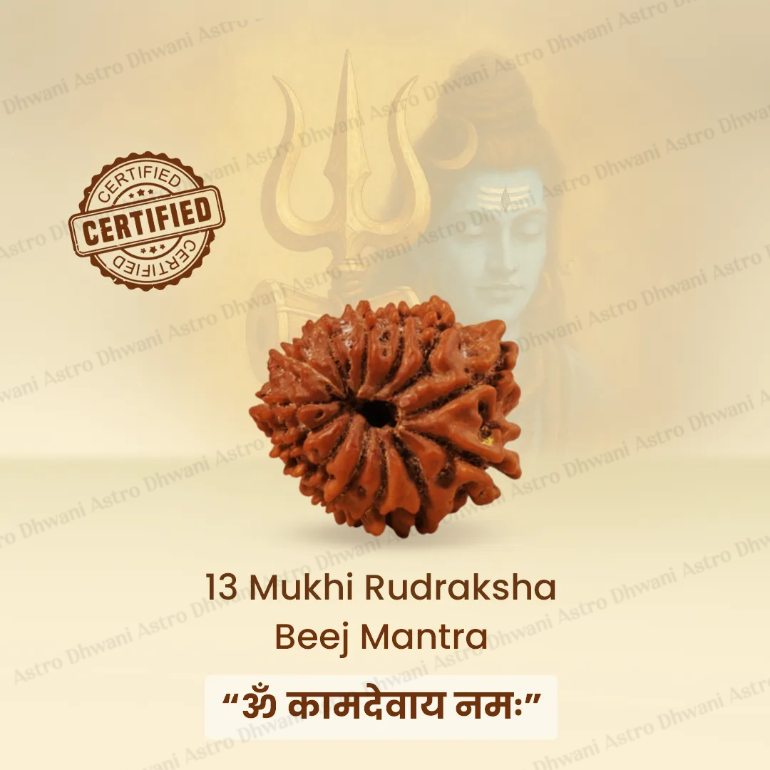 Nepali 13 Mukhi Rudraksha (Thirteen-Faced) for Attraction, Success & Manifestation