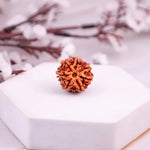 7 Mukhi Rudraksha