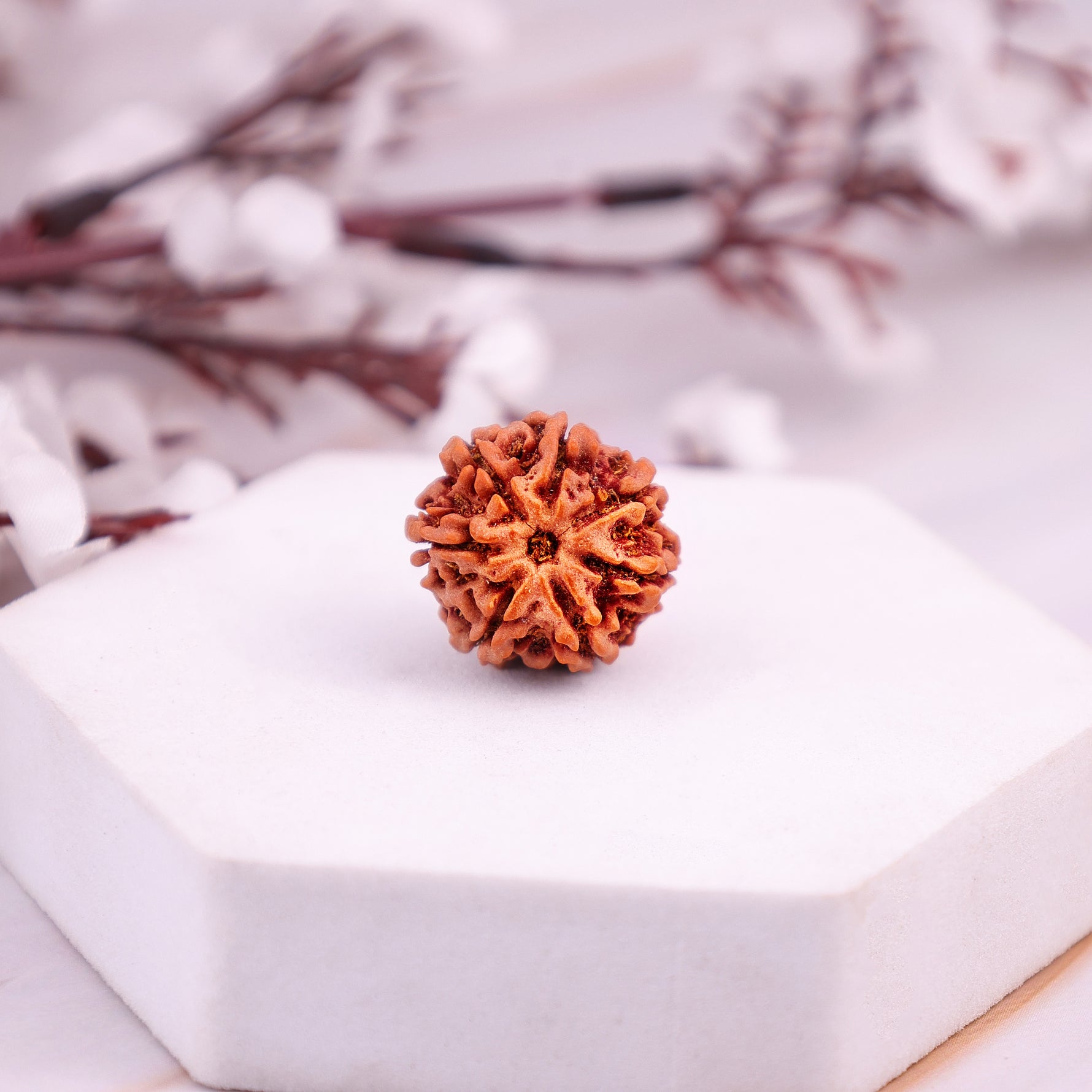 7 Mukhi Rudraksha7 Mukhi Rudraksha (Seven Faced) - Abhimantrit