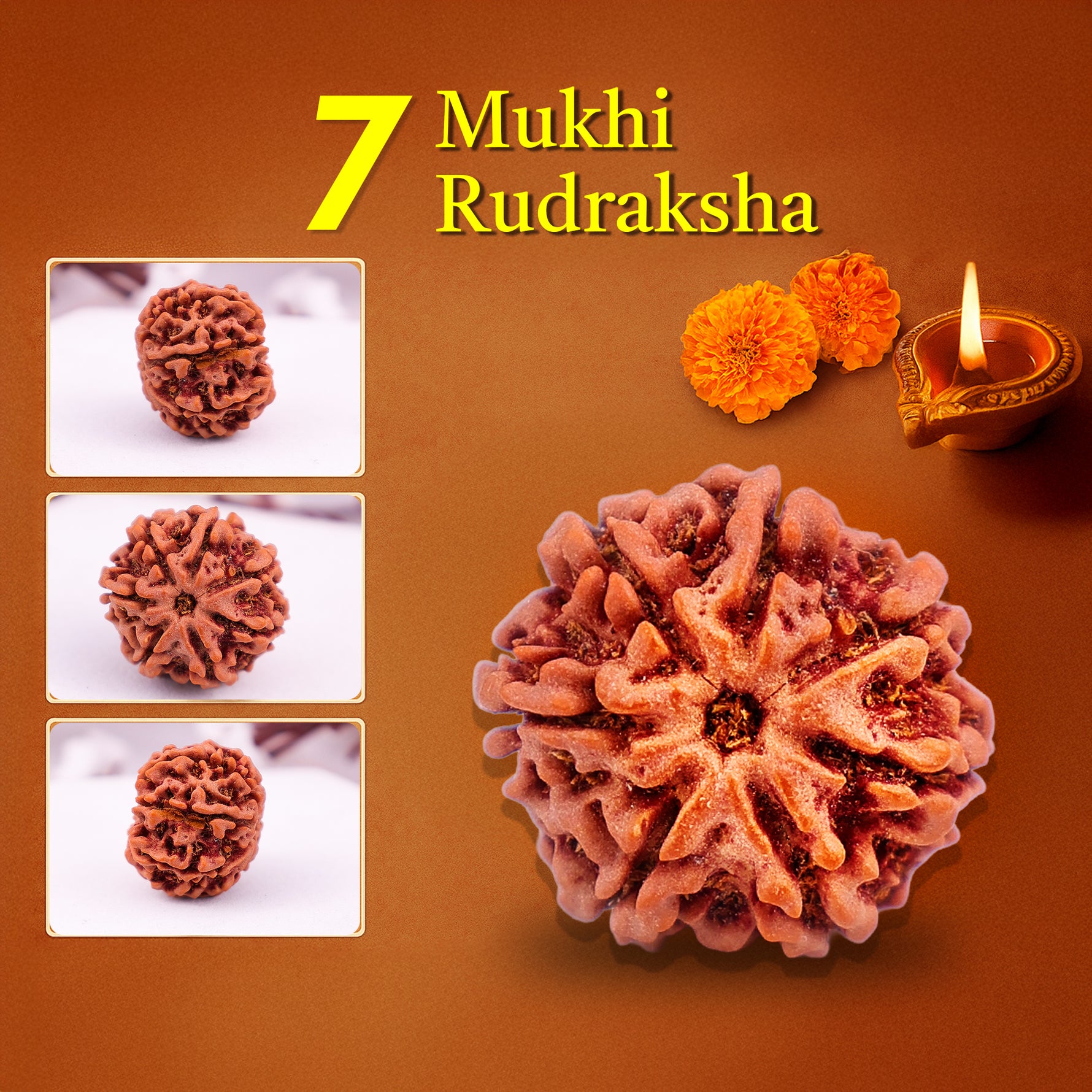 7 Mukhi Rudraksha7 Mukhi Rudraksha (Seven Faced) - Abhimantrit