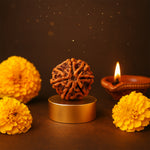 7 Mukhi Rudraksha