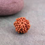 7 Mukhi Rudraksha