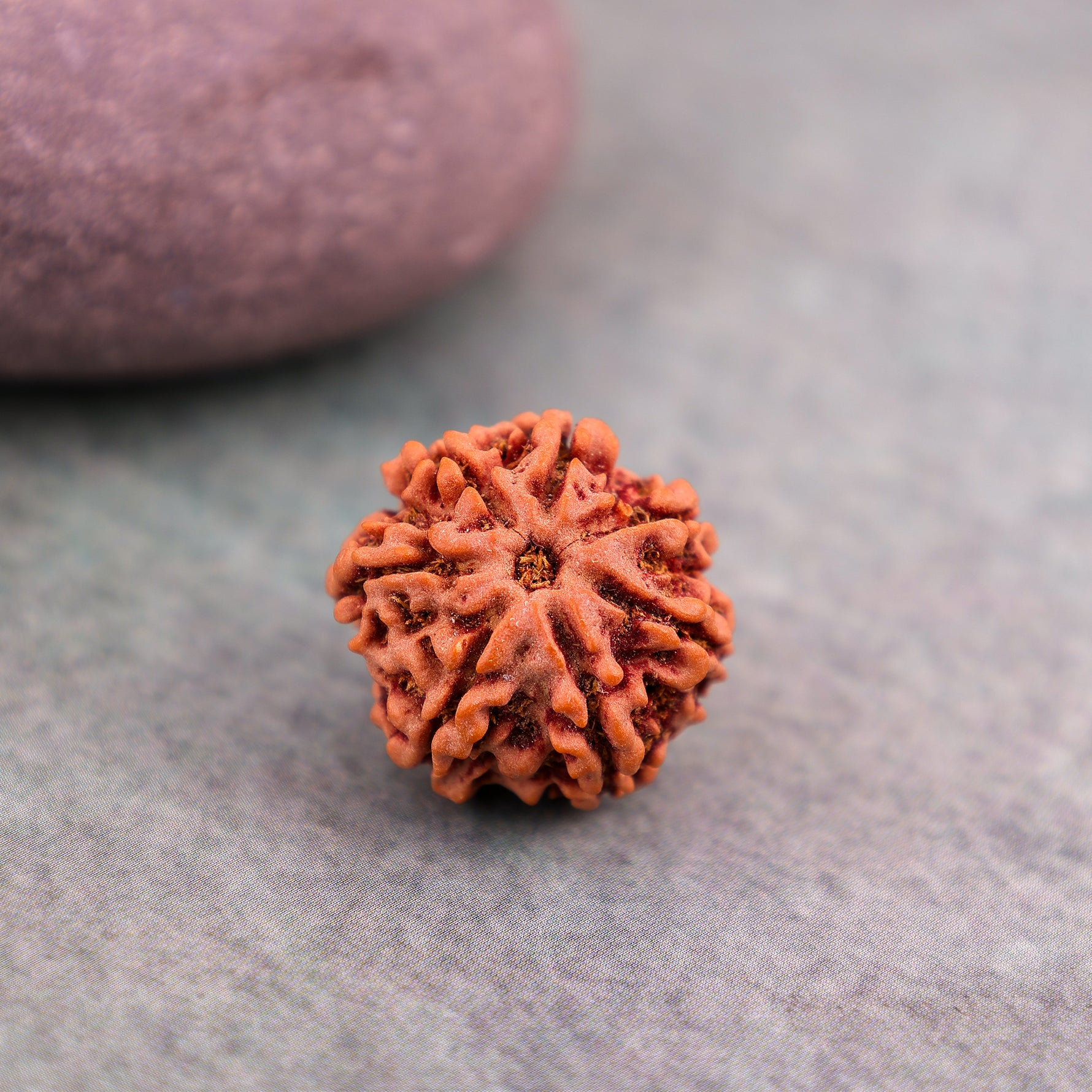 7 Mukhi Rudraksha7 Mukhi Rudraksha (Seven Faced) - Abhimantrit
