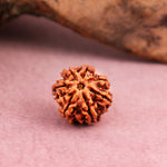 7 Mukhi Rudraksha