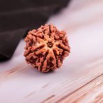 7 Mukhi Rudraksha