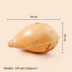 Measurement chart of a shell with dimensions and weight on a beige background
