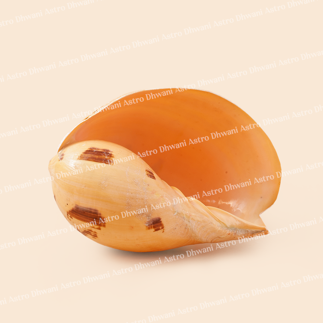 Shell with brown spots on a beige backgroundKuber Shankh for Wealth Stability & Lord Kuber Blessings