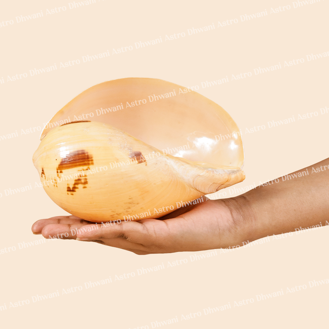 Hand holding a large cowrie shell against a beige background