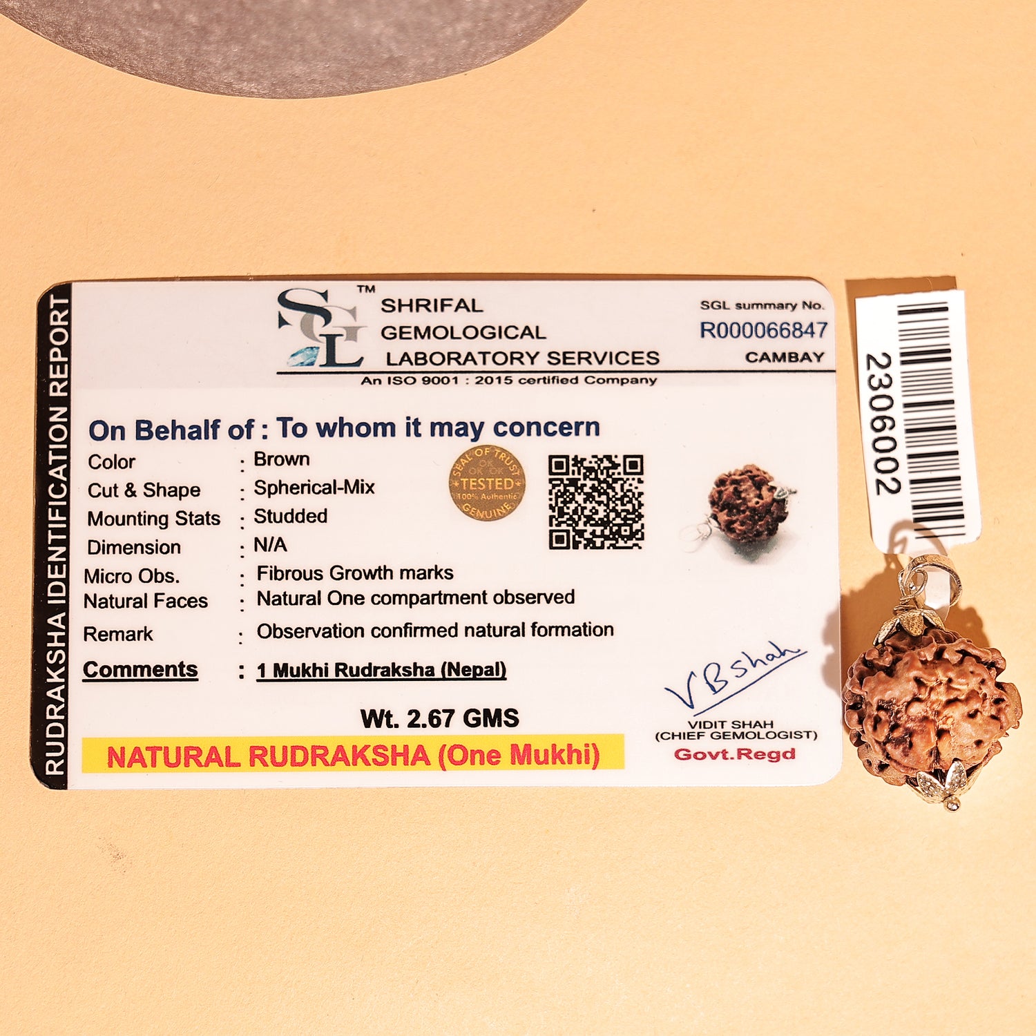Nepali 1 Mukhi Rudraksha (One Faced) - Abhimantrit & Certified