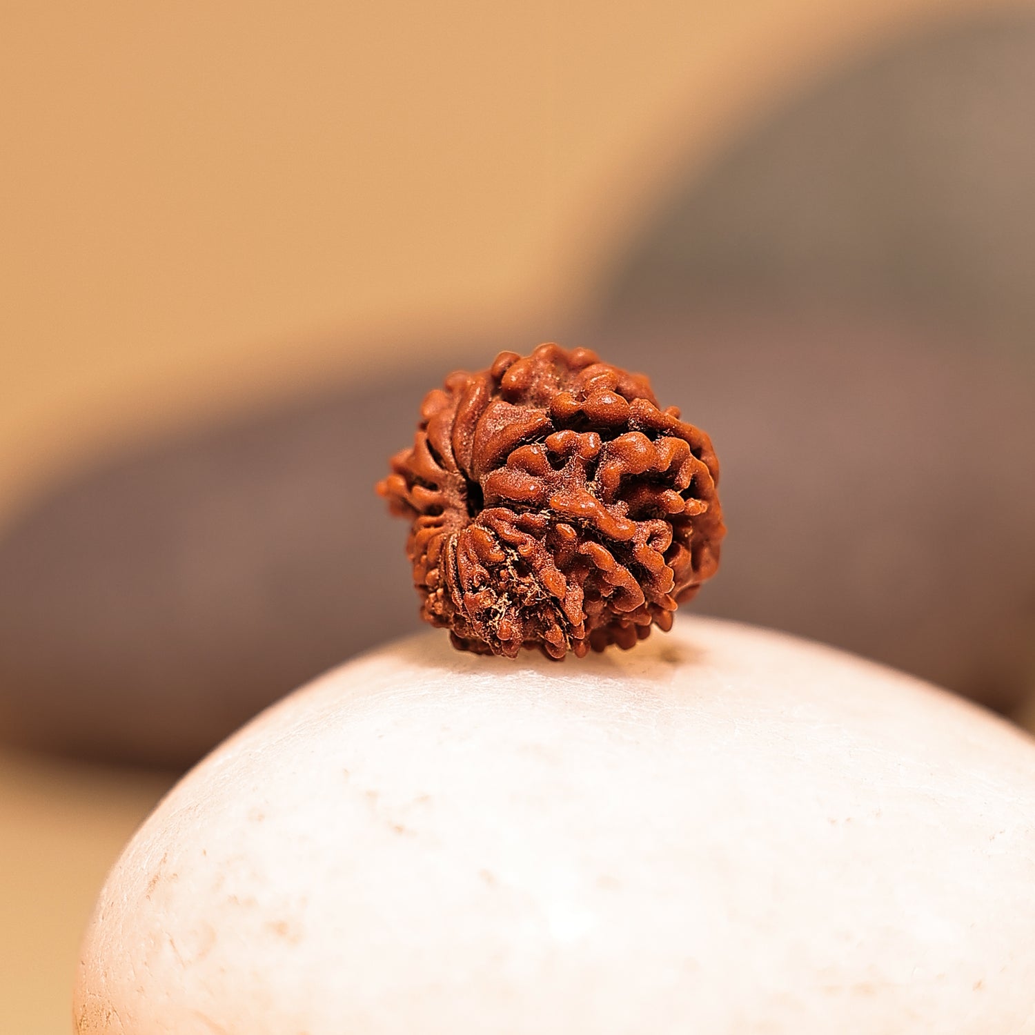 Nepali 10 Mukhi Rudraksha (Ten Faced) - Abhimantrit & Certified