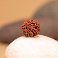 Nepali 10 Mukhi Rudraksha (Ten Faced)