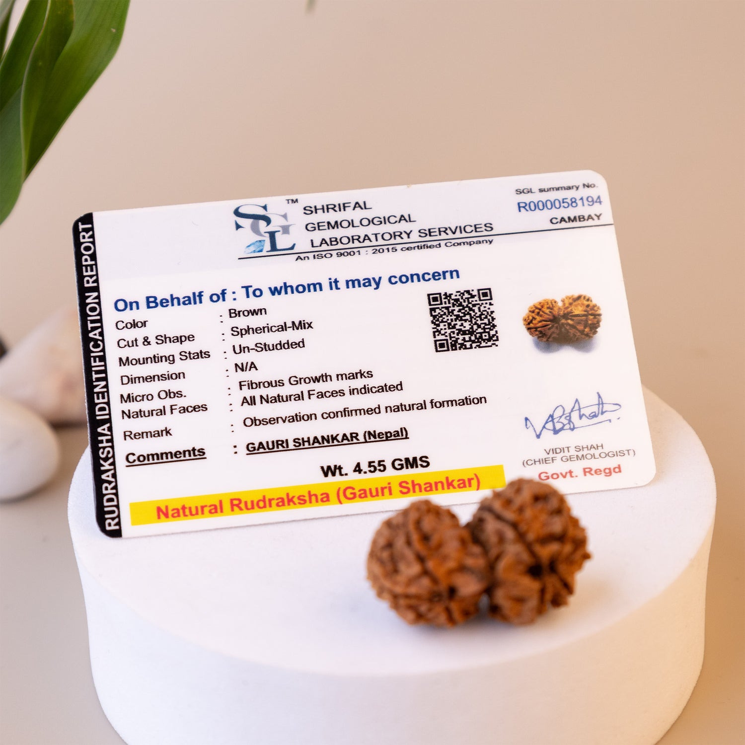Original Gauri Shankar Rudraksha - Abhimantrit
