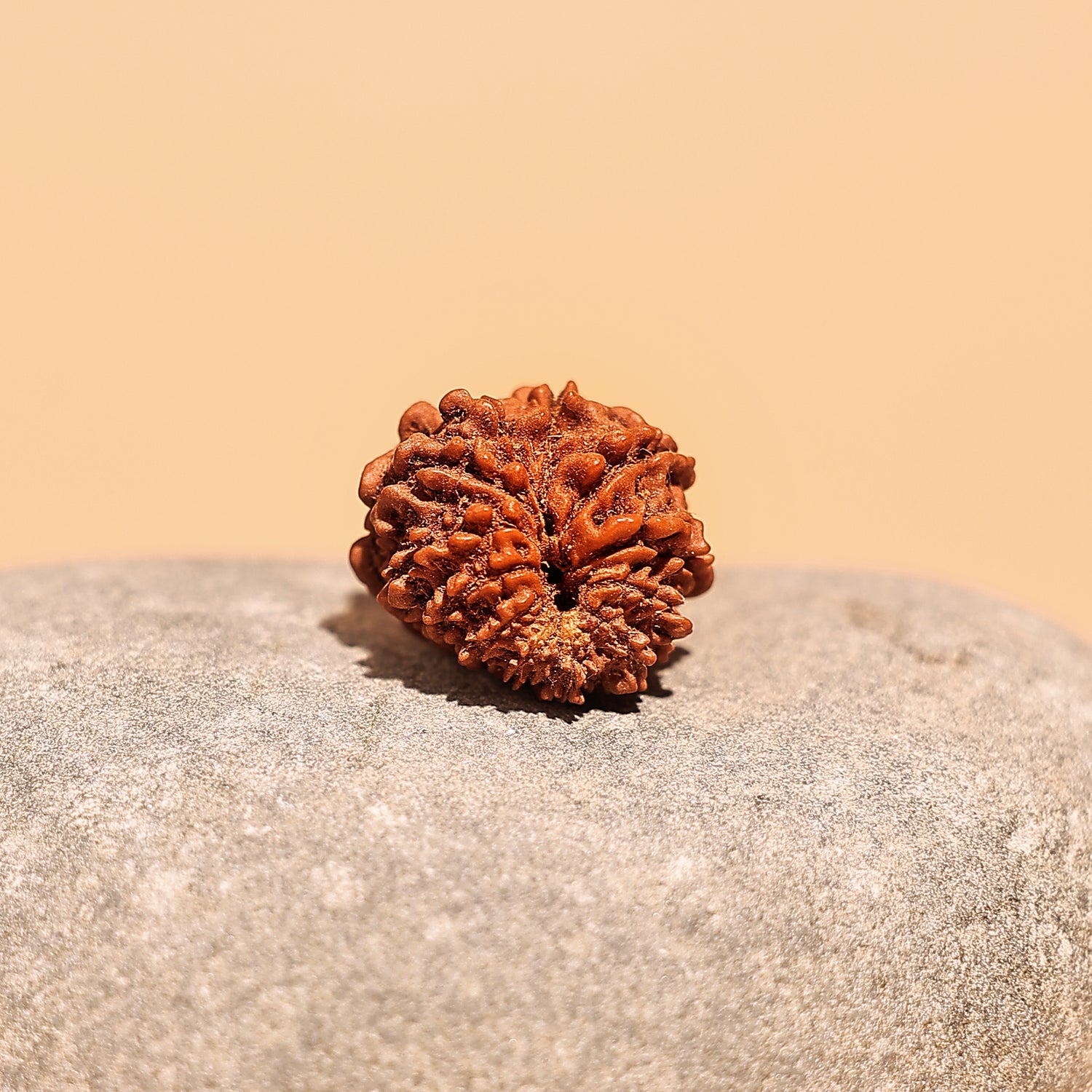 Nepali 12 Mukhi Rudraksha (Twelve Faced) - Abhimantrit & Certified
