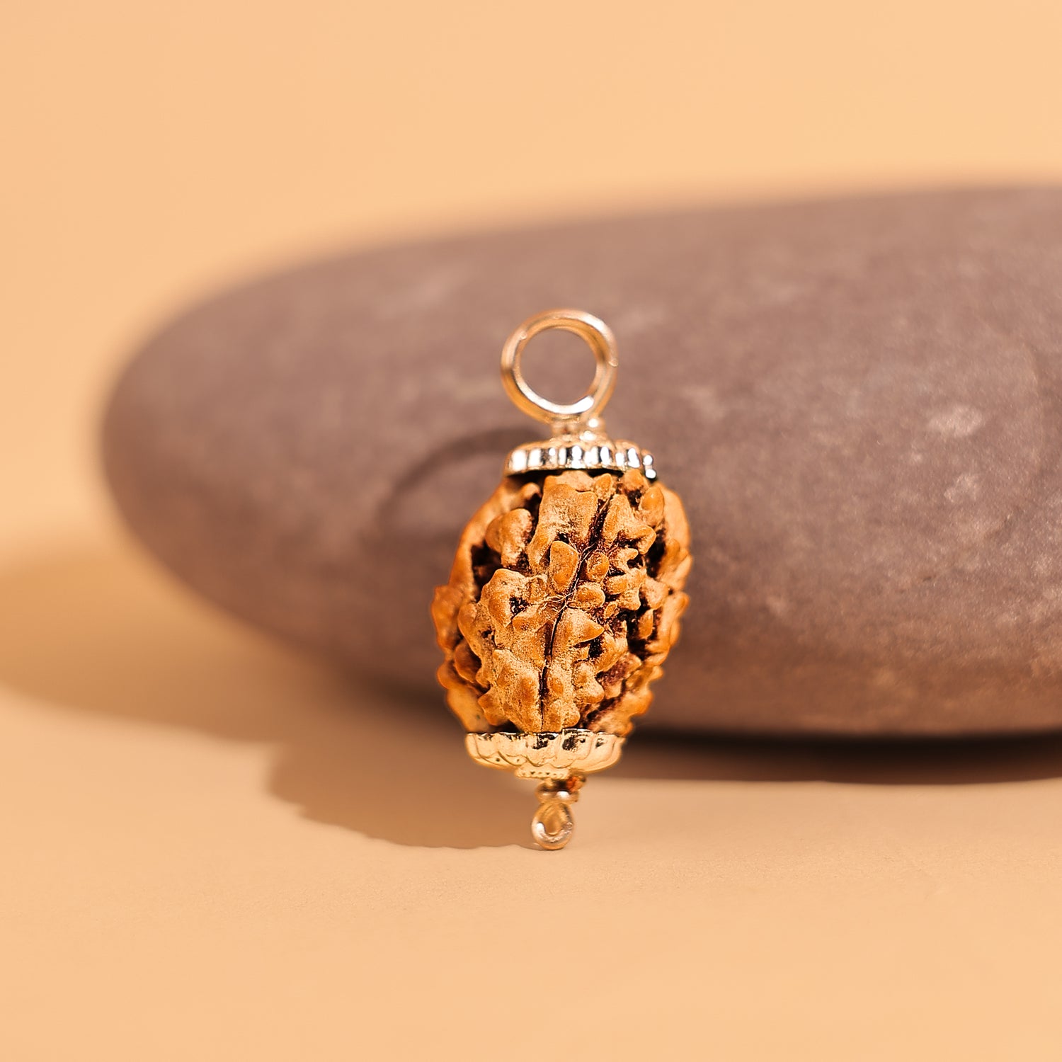3 Mukhi Rudraksha ( Three Faced) - Abhimantrit & Certified