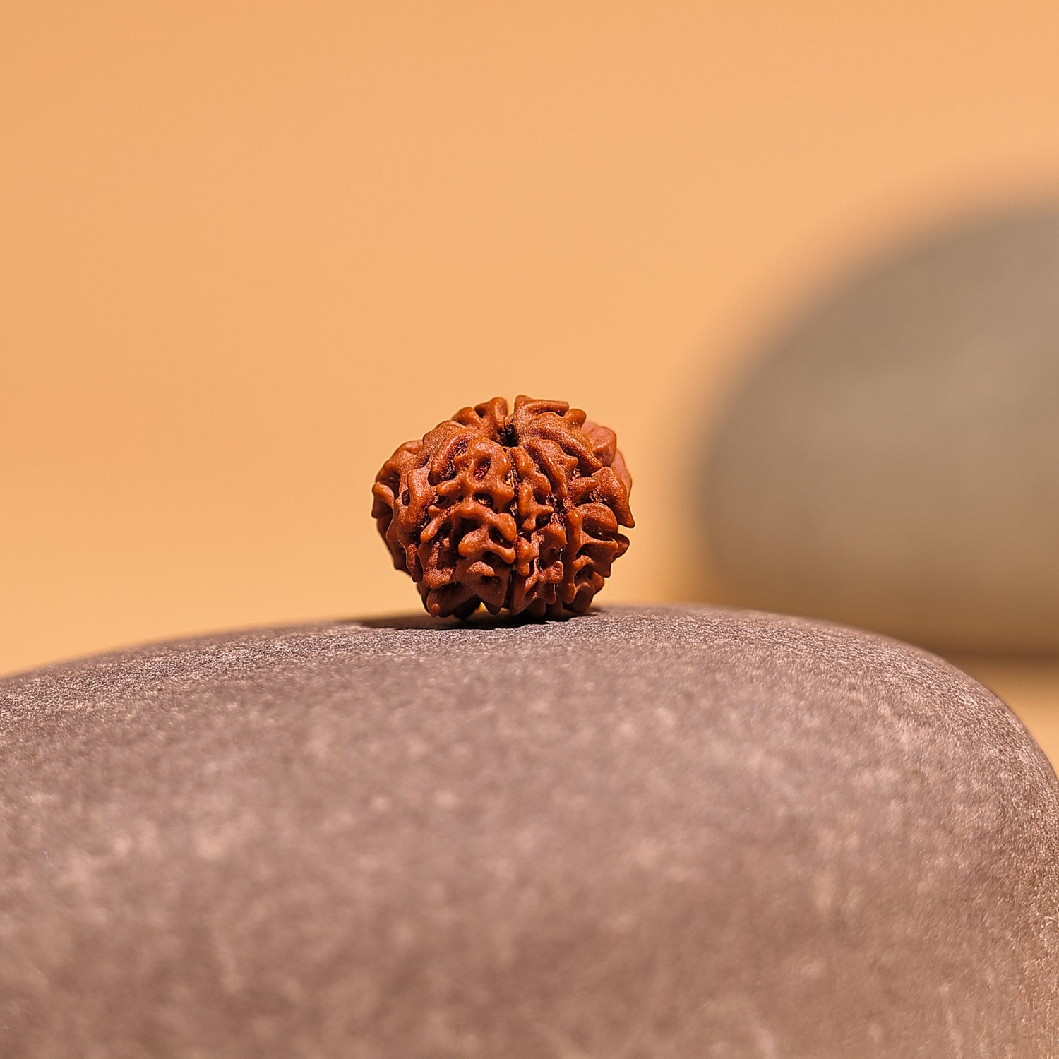 Nepali 9 Mukhi Rudraksha (Nine Faced) - Abhimantrit & Certified